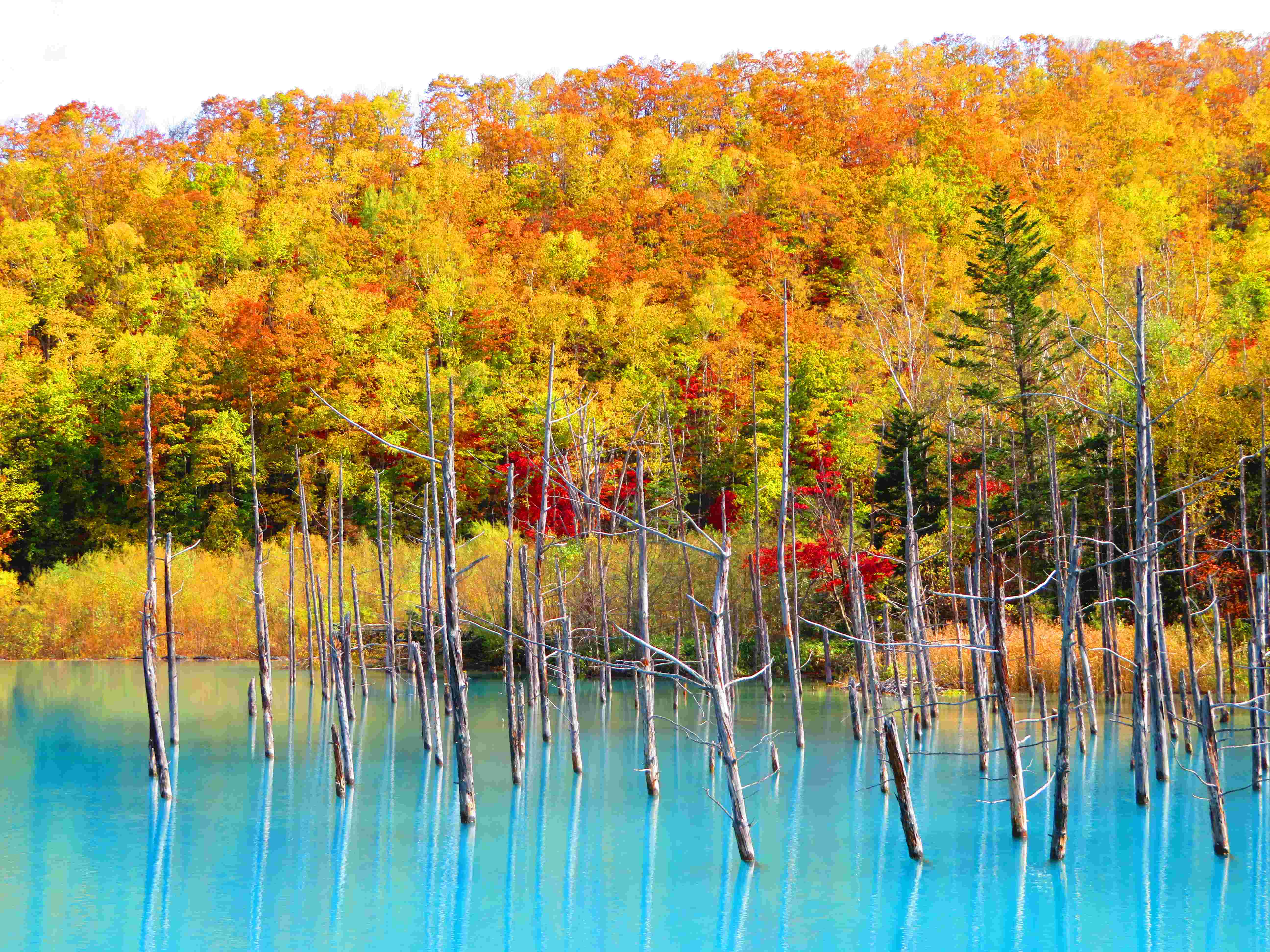 🏞️ 흰수염 폭포(시라히게노타키) 이미지 5